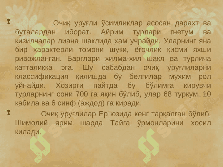 ҚАРАҒАЙТОИФА (ОЧИҚ УРУҒЛИ)– PINOPHYTA  ЁКИ GYMNOSPERMAE ЎСИМЛИКЛАР pptx 4