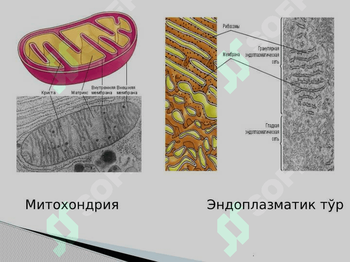 Одам танасининг умумий тузилиши 7