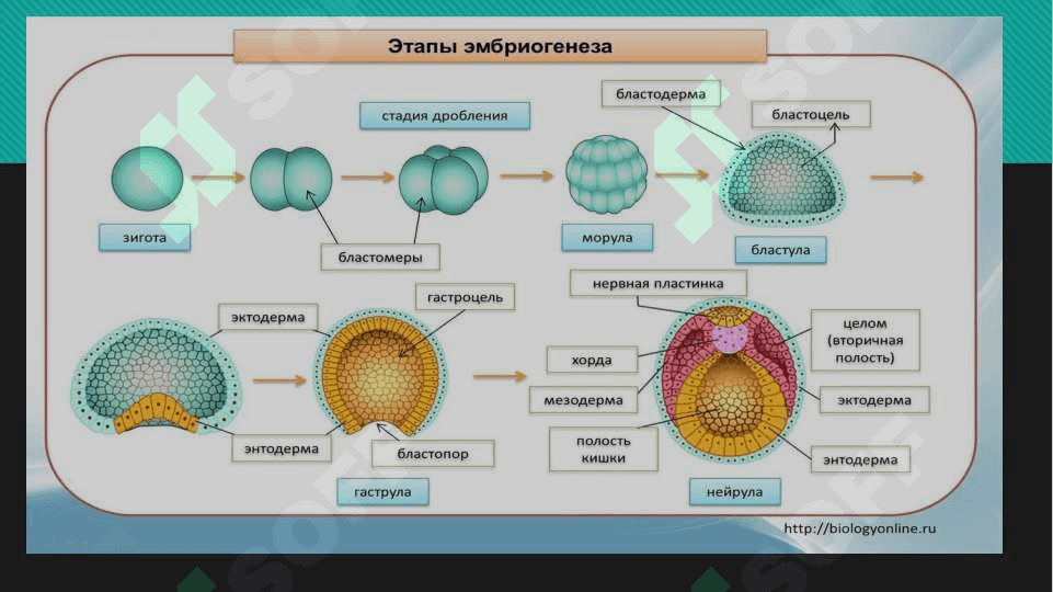 odam embrogenezi davirlari 4