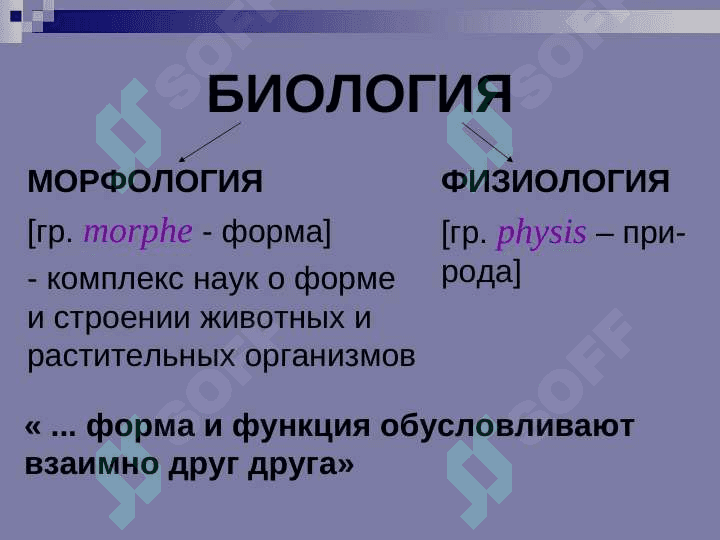 ВВЕДЕНИЕ В АНАТОМИЮ 4