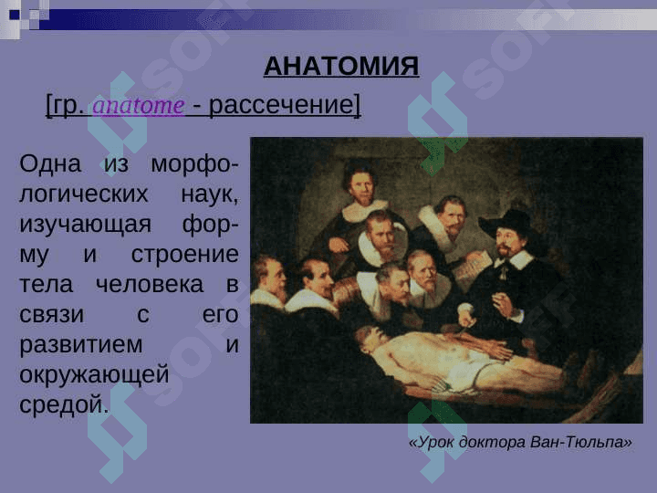 ВВЕДЕНИЕ В АНАТОМИЮ 7