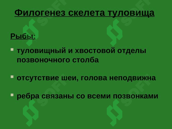 Осевой скелет 4