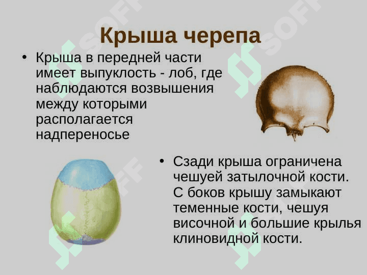 Кости черепа. Скелет туловища 6