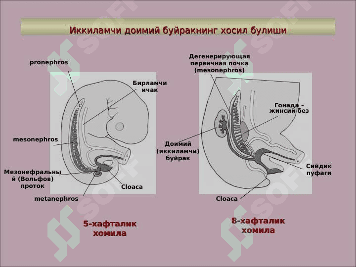СИЙДИК ЧИҚАРУВ  АЪЗОЛАРИНИНГ ФУНКЦИОНАЛ  АНАТОМИЯСИ 5