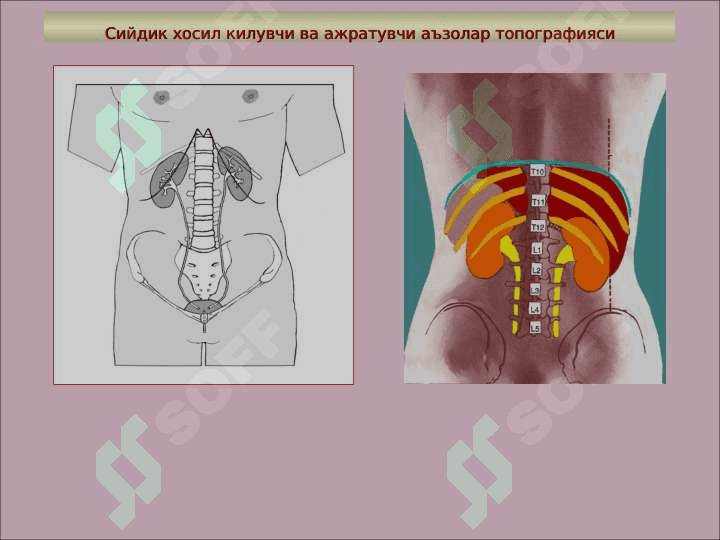 СИЙДИК ЧИҚАРУВ  АЪЗОЛАРИНИНГ ФУНКЦИОНАЛ  АНАТОМИЯСИ 6