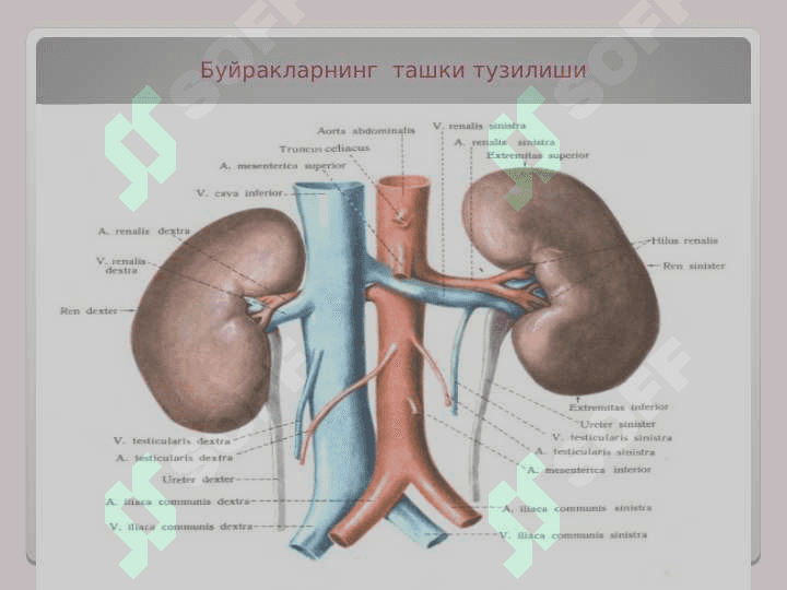 СИЙДИК ЧИҚАРУВ  АЪЗОЛАРИНИНГ ФУНКЦИОНАЛ  АНАТОМИЯСИ 7