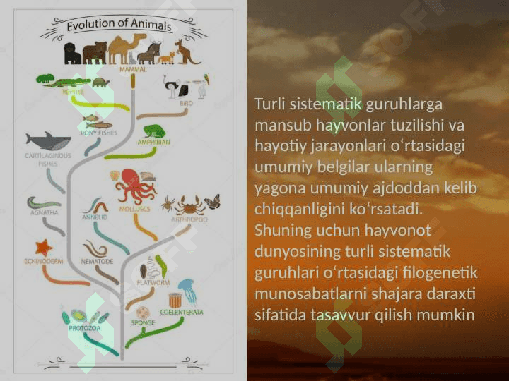 Hayvonot dunyosidagi evolutsion o‘zgarishlar 3