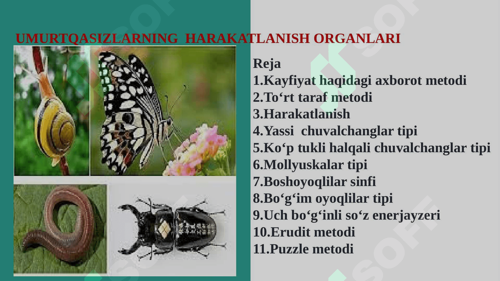 UMURTQASIZLARNING  HARAKATLANISH ORGANLARI 2