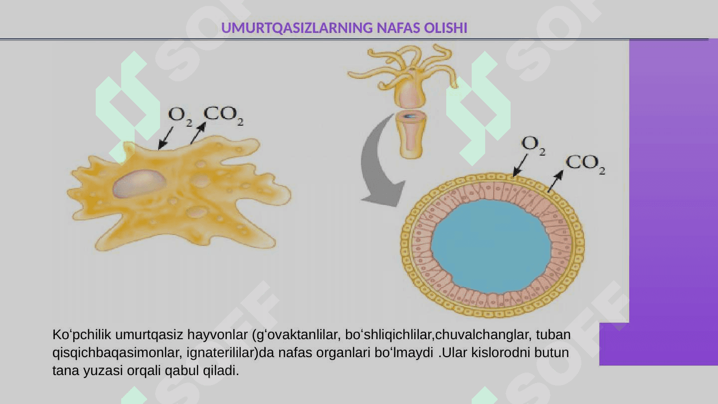 Odam va hayvonlarning nafas olishi 7