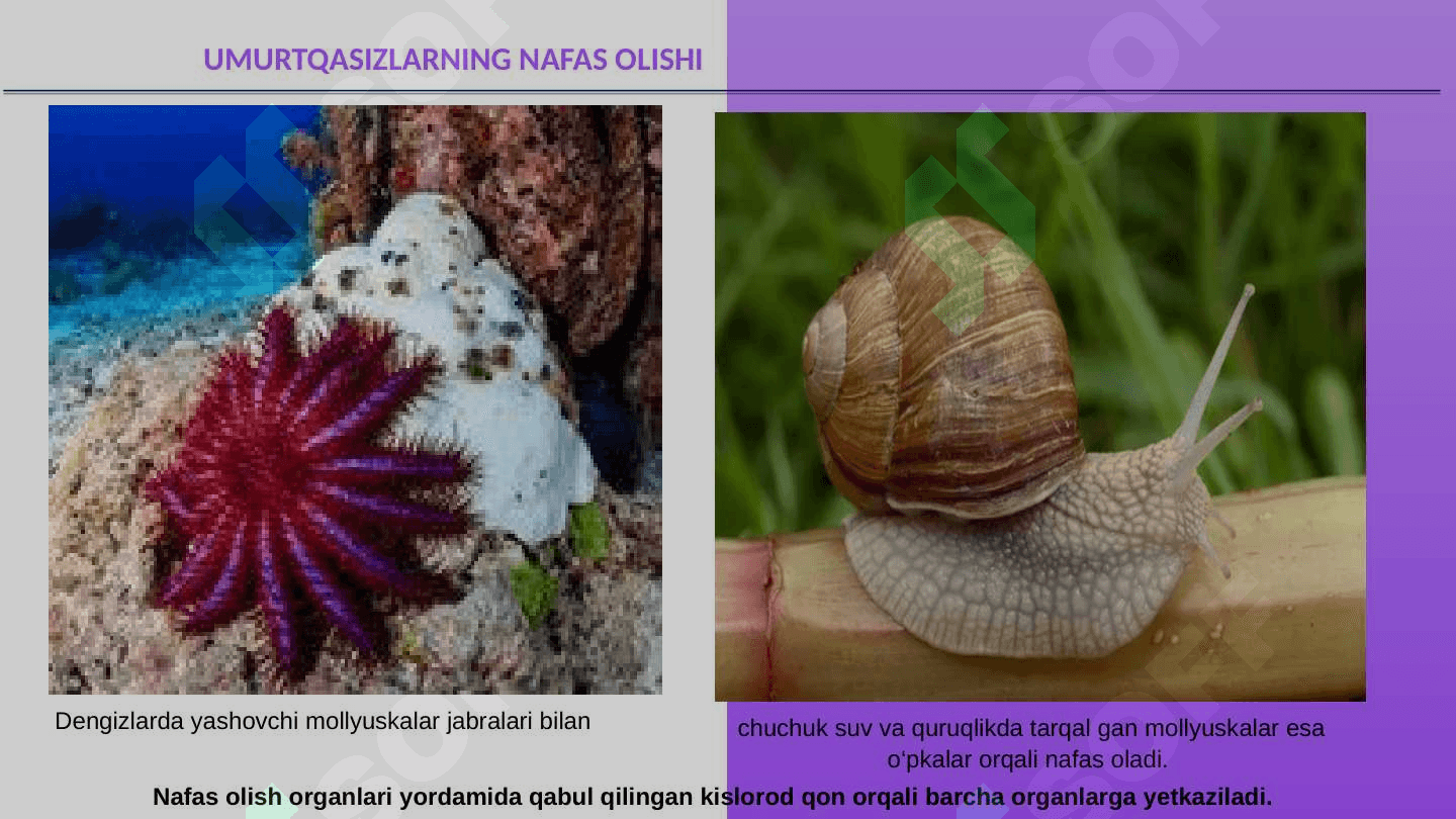 Odam va hayvonlarning nafas olishi 8