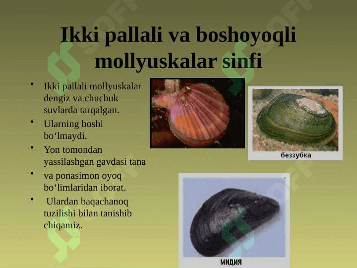 MOLLYUSKALAR TIPI 6