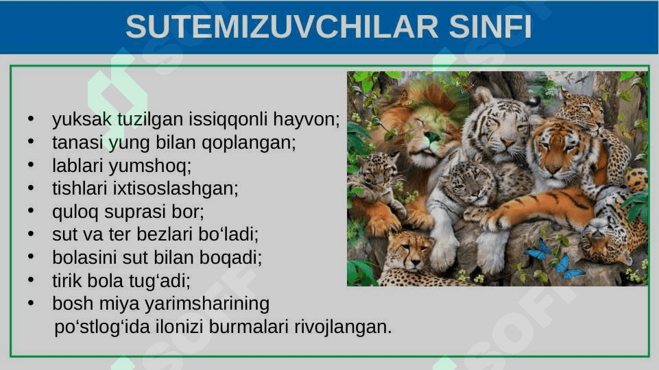 Itning tashqi tuzilishi, skeleti va muskullari 6