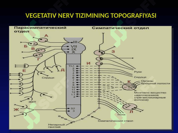 VEGETATIV NERV TIZIMINING FIZIOLOGIYASI 5
