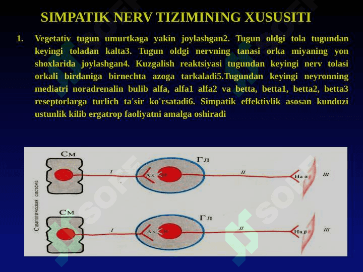 VEGETATIV NERV TIZIMINING FIZIOLOGIYASI 6
