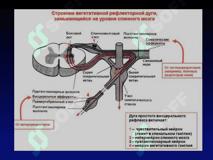 VEGETATIV NERV TIZIMINING FIZIOLOGIYASI 7