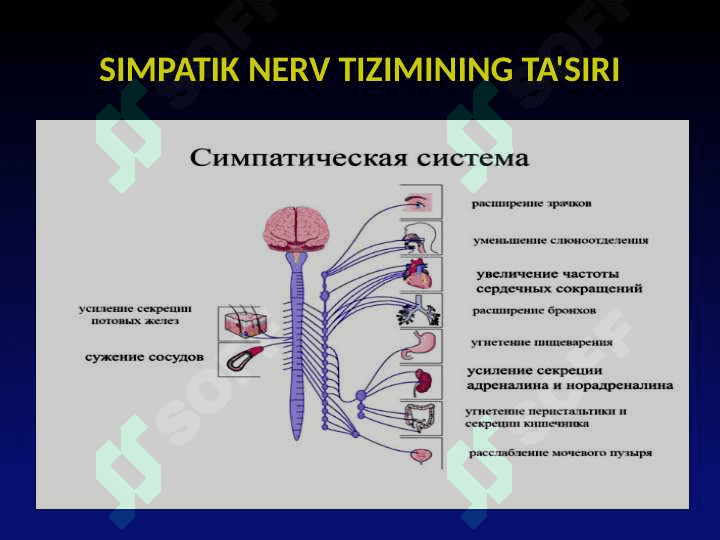 VEGETATIV NERV TIZIMINING FIZIOLOGIYASI 8
