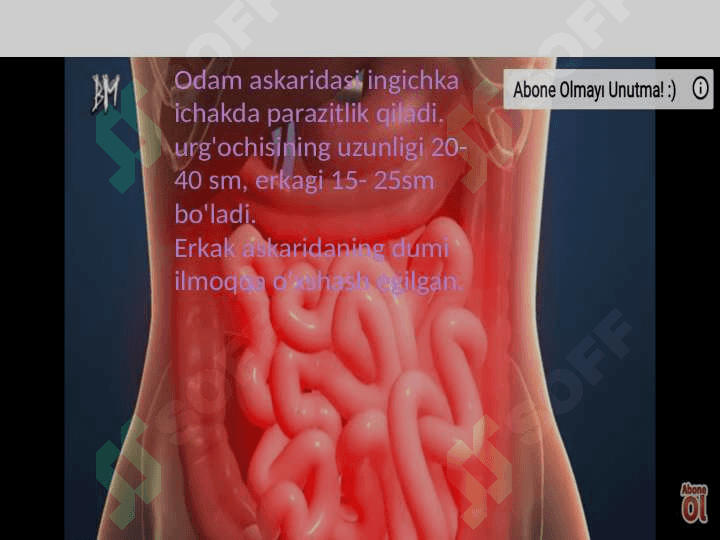 Parazit chuvalchanglarning xilma- xilligi 6