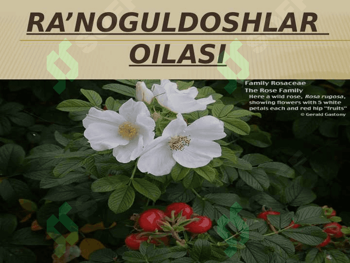 Ra’noguldoshlar  oilasi 3