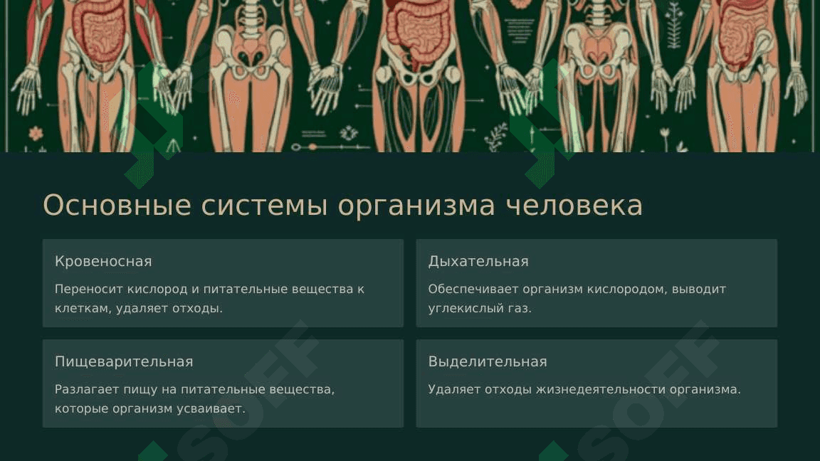 Организм человека – целостная система 3
