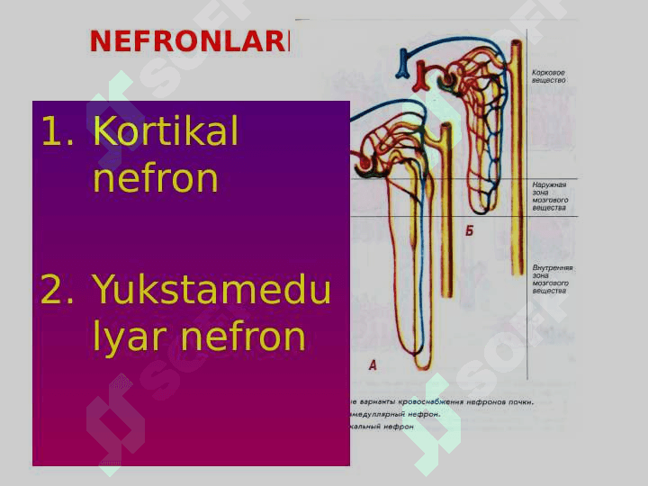 AJRATISH A’ZOLARI FIZIOLOGIYASI 6