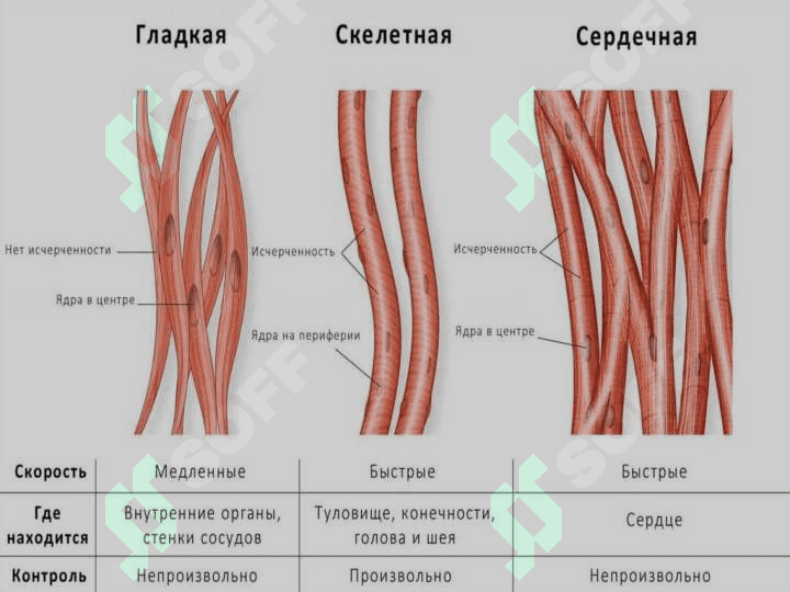 Физиология мышечной ткани 4
