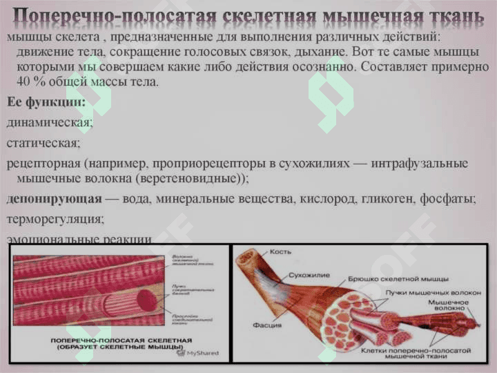 Физиология мышечной ткани 7