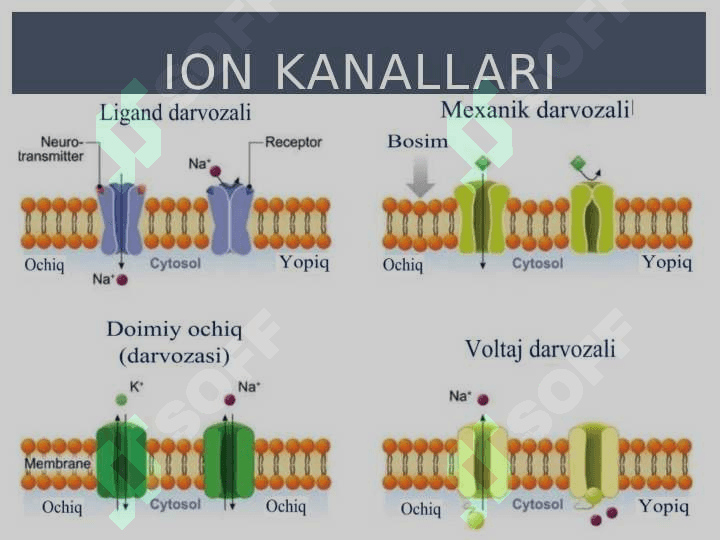 Harakat potensiali 3