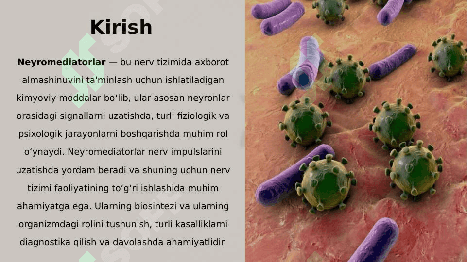 Neyromediatorlar biosintezi, ahamiyati va kasalliklari 2