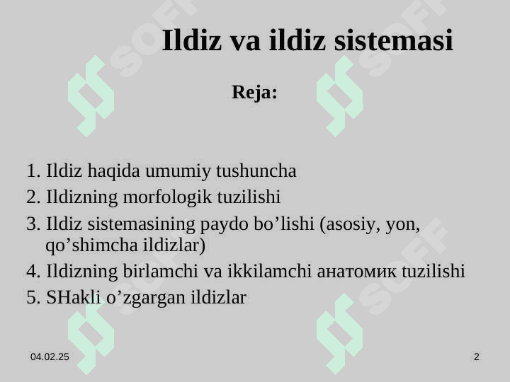 Ildiz va ildiz sistemasi 2