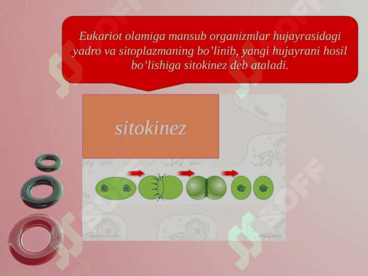 O'simliklarda  mitoz va meyoz jarayonlari 2