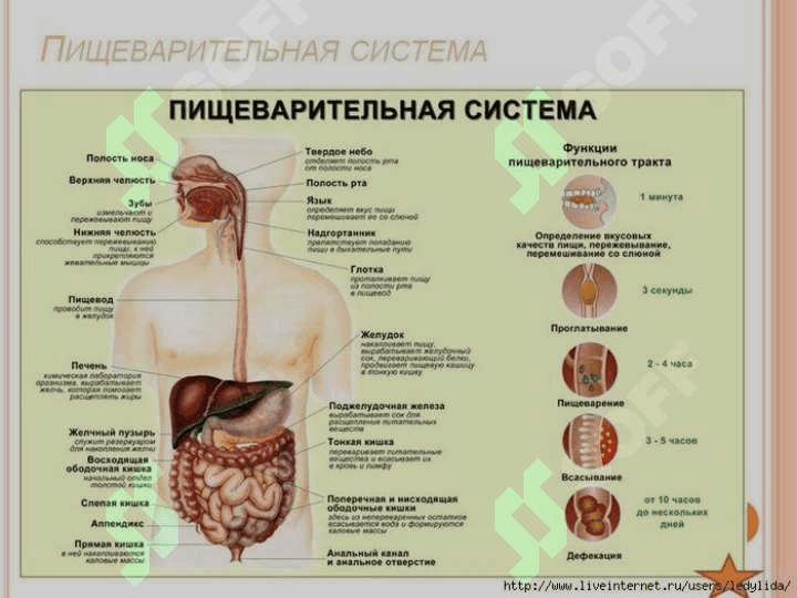 Oʻtkir va surunkali gastrit 4