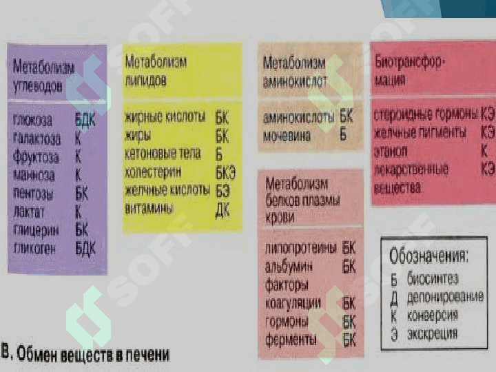 Jigar biokimyosi 6