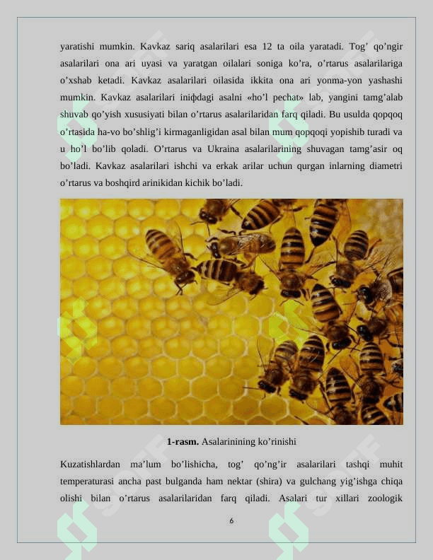 Asalarilar 6