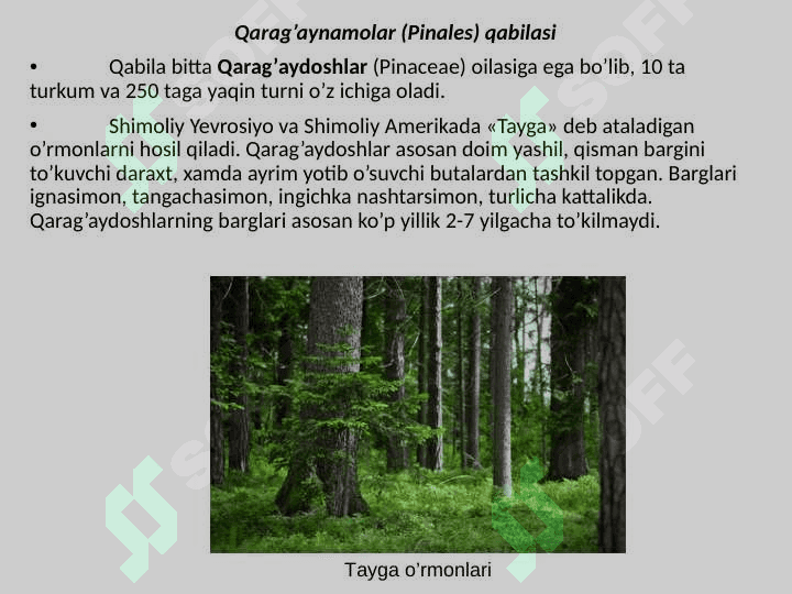 QARAG’AYNAMOLAR (PINALES) QABILASI 2