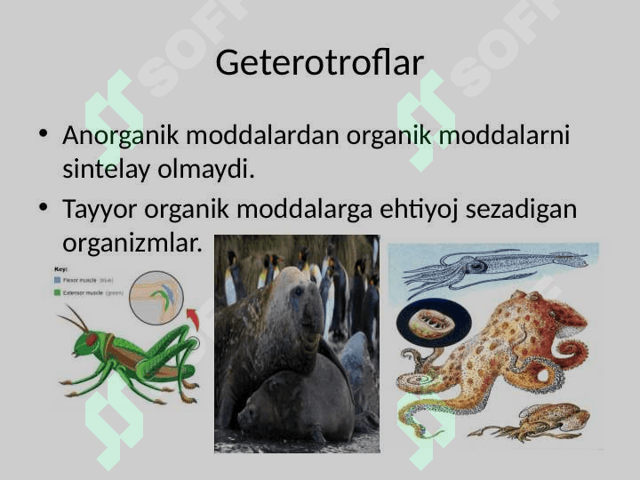 Hujayraning oziqlanishi 3