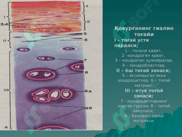 тогай ва суяк тукималар 2