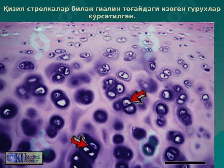 тогай ва суяк тукималар 3