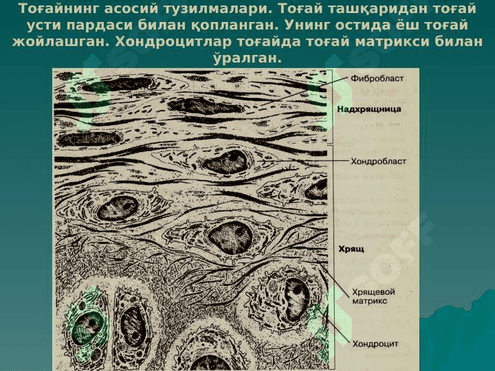 тогай ва суяк тукималар 4