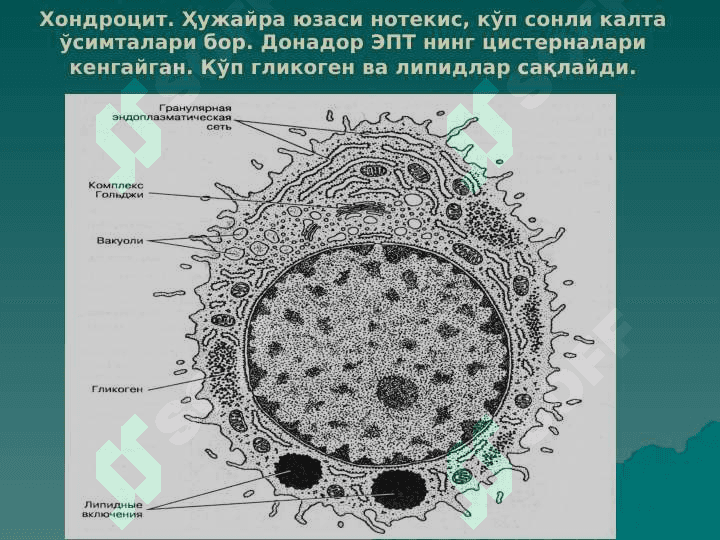 тогай ва суяк тукималар 6