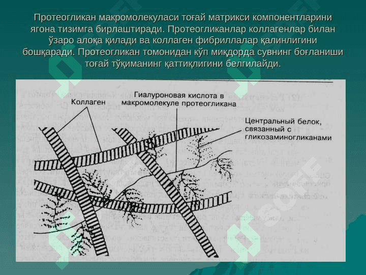 тогай ва суяк тукималар 7
