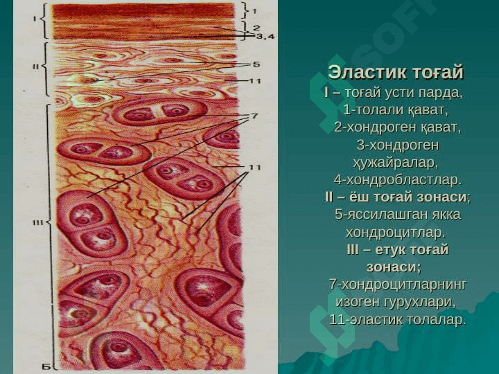 тогай ва суяк тукималар 8