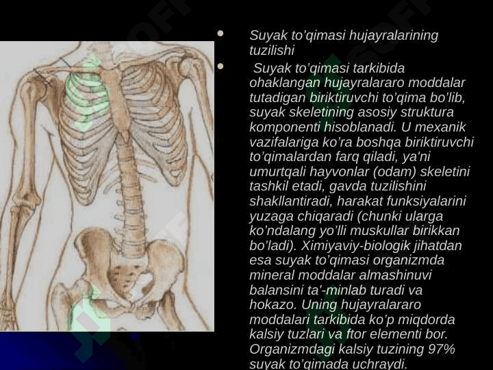 Suyak to'qimalari va muskul to’qimalari 8
