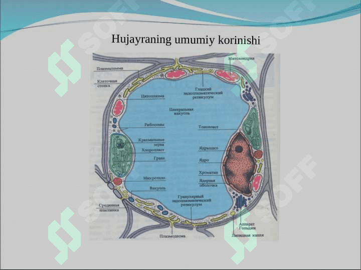O’simlik hujayrasining fiziologiyasi 6