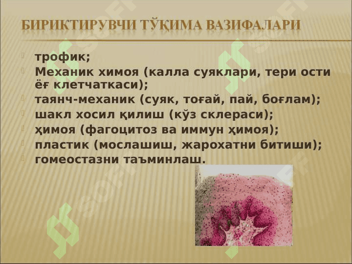 Бириктирувчи тукима 5