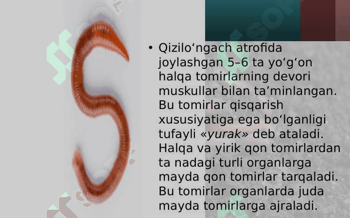 Yomg‘ir chuvalchangining ichki tuzilishi 6