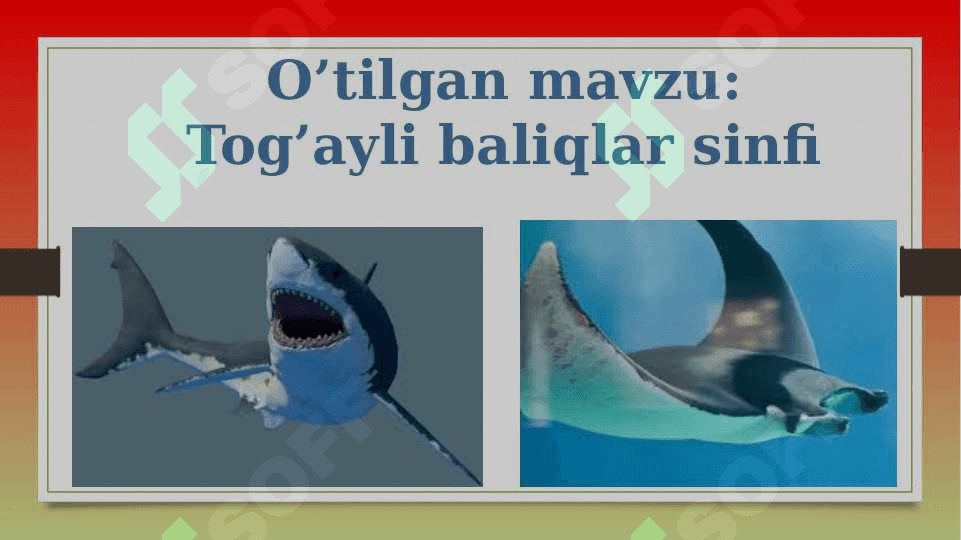 SUYAKLI BALIQLAR SINFI 2