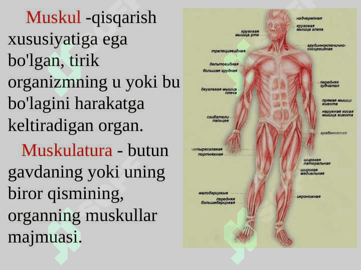 Muskul to’qimasi turlari va xususiyatlari. 2