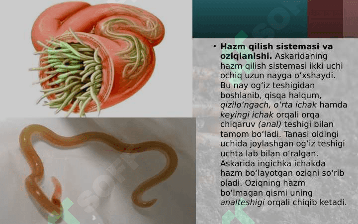 To‘garak chuvalchanglar tipi. odam askaridasi 4