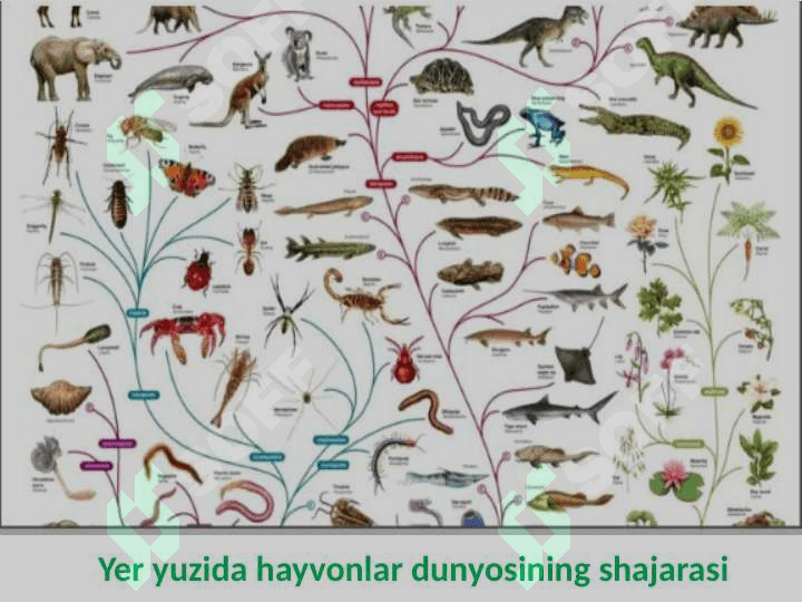Hayvonlar evolyutsiyasi va ekalogiyasi 3