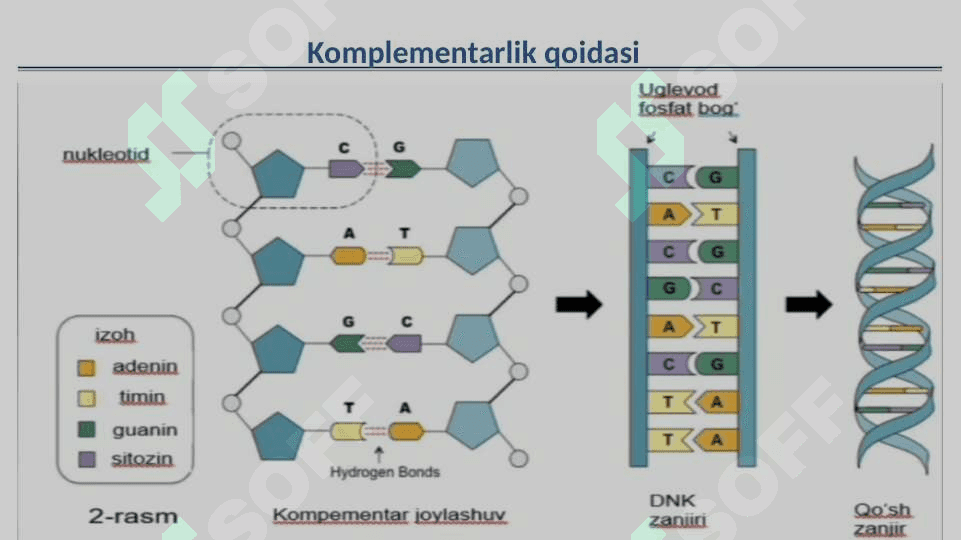 Plastik almashinuv Oqsil biosintezi 3